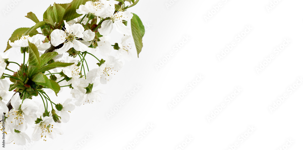Blooming white cherry tree frame stock images. Beautiful blooming cherry tree border stock images. Spring background concept. Spring white flowers on a white background with copy space for text