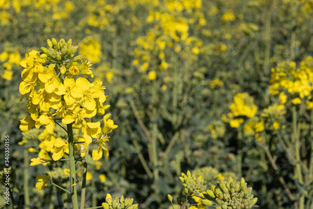 Fototapeta premium rapeseed bloomed, a whole field covered with yellow flowers
