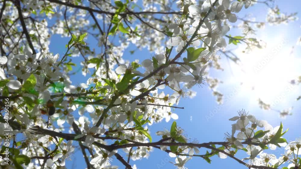Spring Cherry blossoms, Pink flowers on blue sky. Sakura flowers. Cherry tree flowering cherry symbolic of Spring. Beautiful cherry blossom in spring season over blue sky and sun Spring Background. Spring Cherry blossoms, Pink flowers on blue sky. Sakura flowers. Cherry tree flowering cherry symbolic of Spring. Beautiful cherry blossom in spring season over blue sky and sun Spring Background.