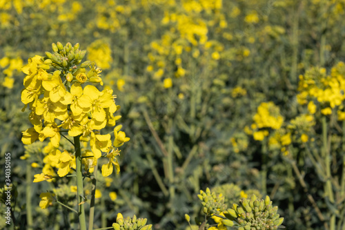 rapeseed bloomed, a whole field covered with yellow flowers