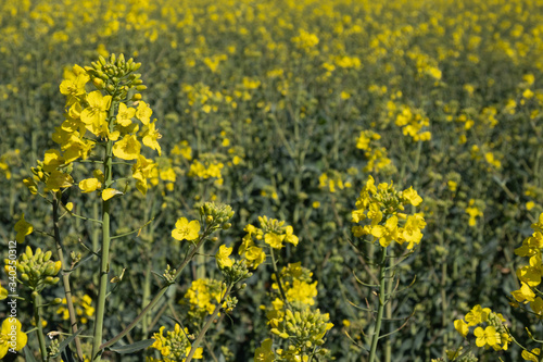 rapeseed bloomed, a whole field of yellow rape