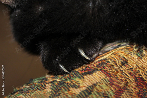 Closeup of black cat paws