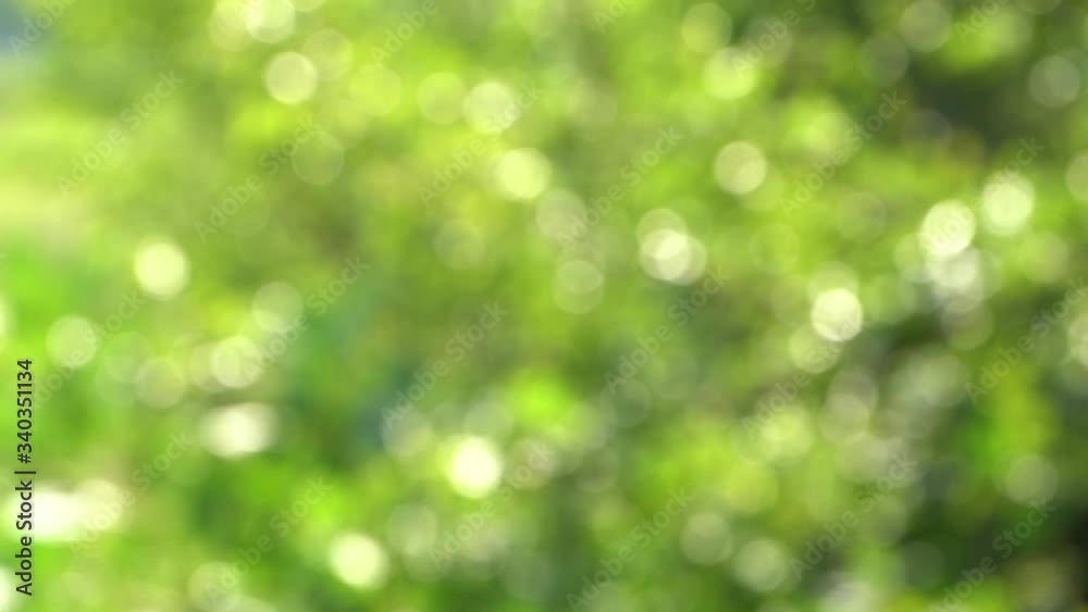 Beautiful abstract green bokeh background. Defocused blurru sunny fresh leaves of trees in morning yellow sunlight. Beautiful abstract green bokeh background. Defocused blurru sunny fresh leaves of trees in morning yellow sunlight.