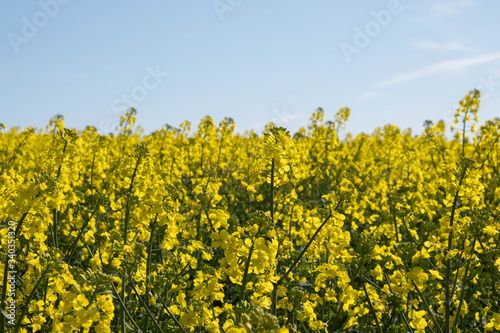 rapeseed bloomed, a large field of yellow rape and blue sky © Tatjana