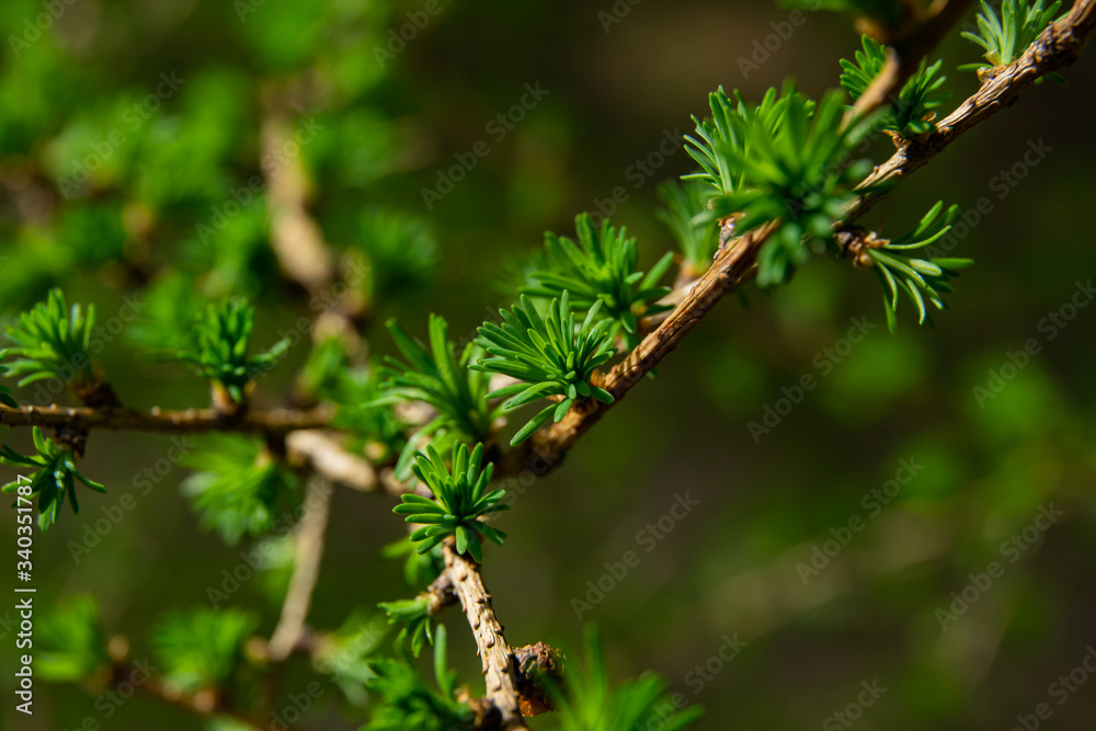 young larix larch branch close up young larix larch branch close up