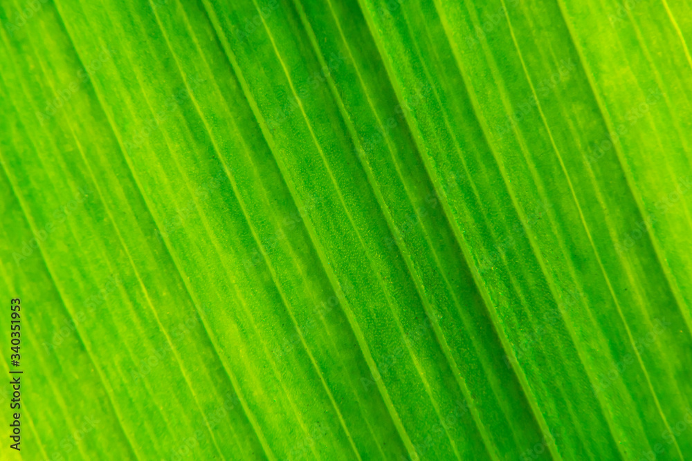 Green leaf texture background macro photography Green leaf texture background macro photography