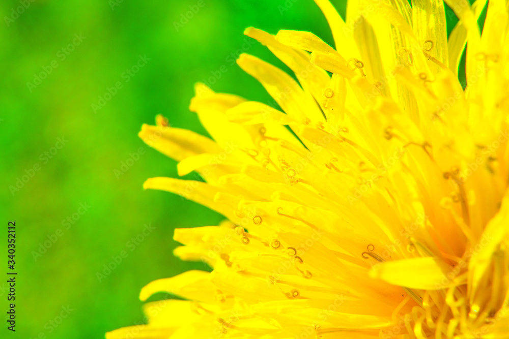 Yellow dandelion flower macro photography. Beautiful spring background with blossom flower on the green grass.