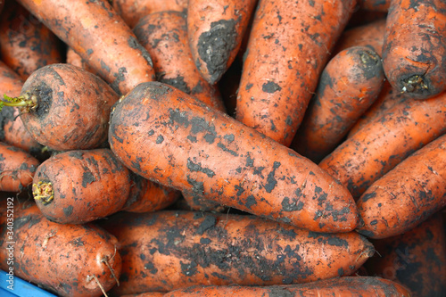fresh carrots on the market