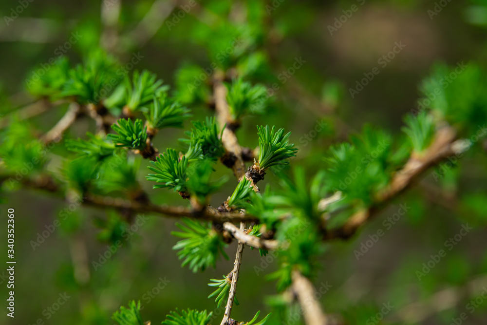 young larix larch branch close up young larix larch branch close up