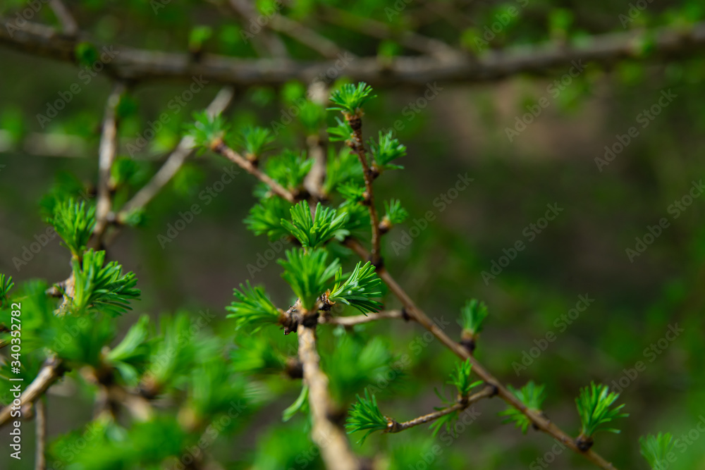 young larix larch branch close up young larix larch branch close up