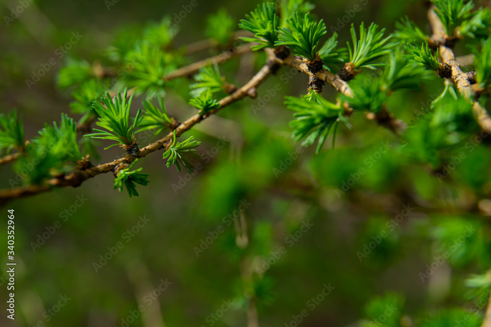 young larix larch branch close up young larix larch branch close up