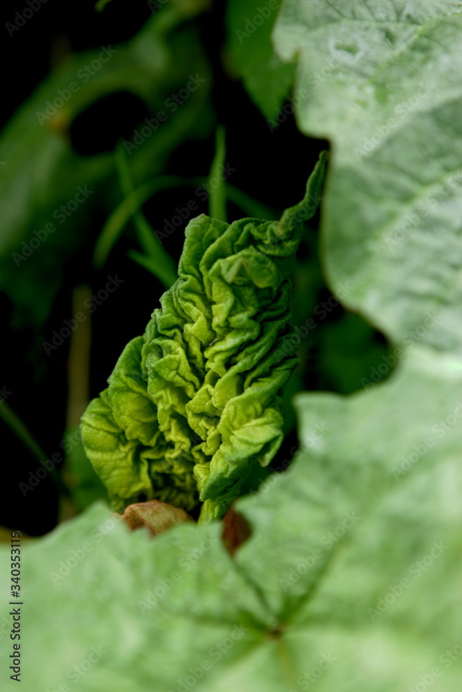 New green rhubarb leaves and flowers in early spring New green rhubarb leaves and flowers in early spring