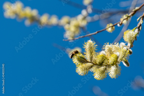 Biene im Frühling auf blühenden Weidenkätzchen