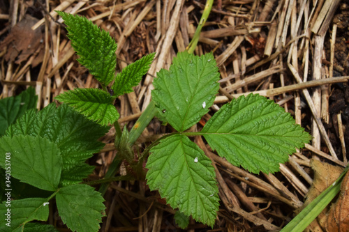 Wallpaper Mural Jeunes pousses de framboisier sur paillage Torontodigital.ca