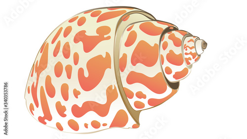 Decorative seashell design