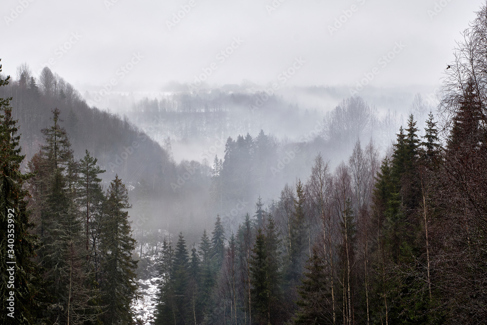 Foggy, misty forest, the Norwegian woods with pine trees during winter