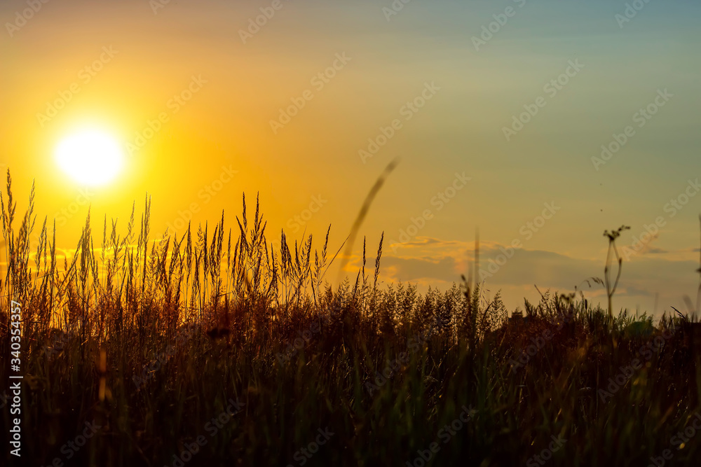 Grass on the sunset in the evening. Summer landscape.