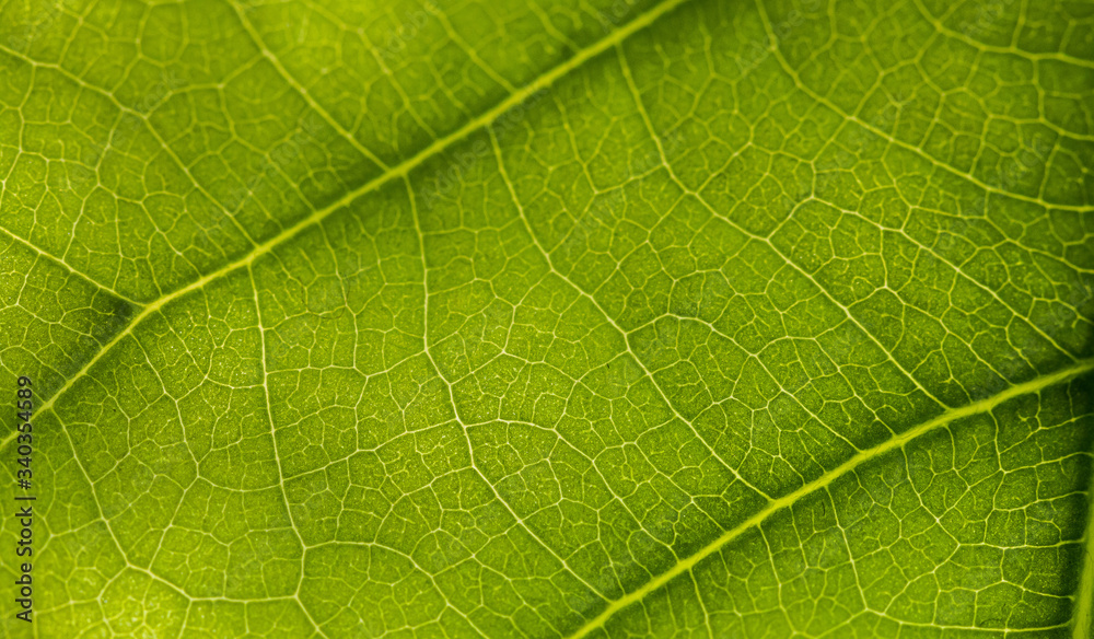 macro photo of a green leaf with veining. macro photo of a green leaf with veining.