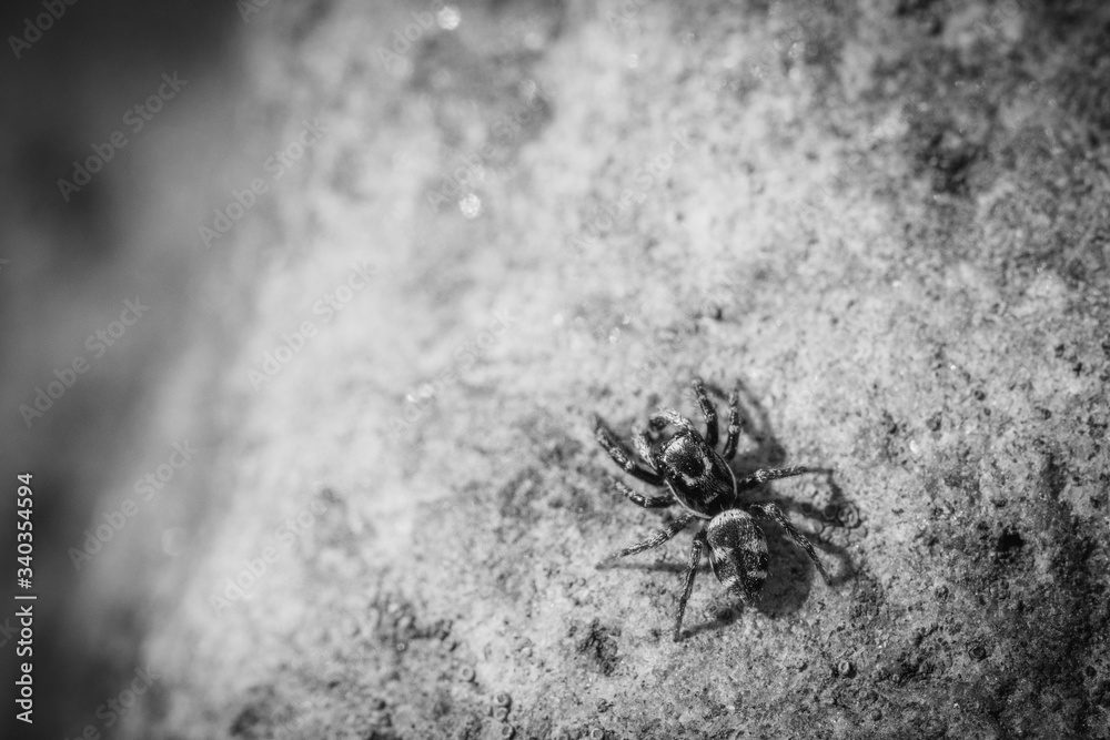 tiny zebra-jumping spider sits on a field stone tiny zebra-jumping spider sits on a field stone