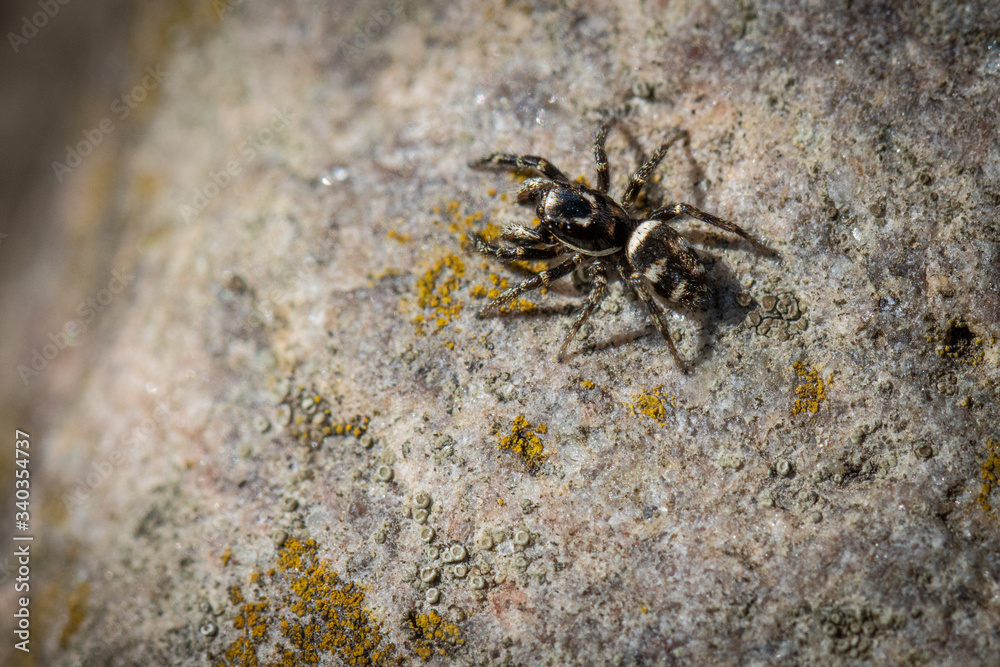 tiny zebra-jumping spider sits on a field stone tiny zebra-jumping spider sits on a field stone