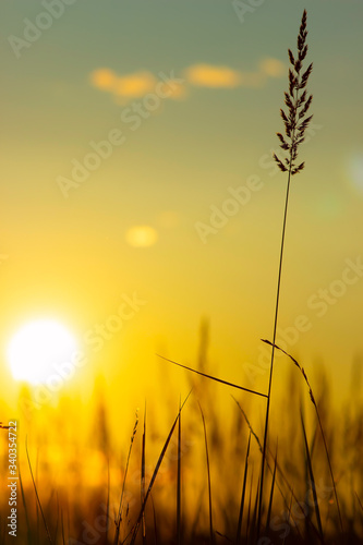 Grass on the sunset in the evening. Summer landscape. Vertical view.