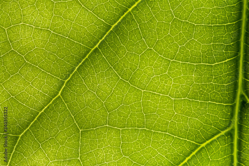 macro photo of a green leaf with veining. macro photo of a green leaf with veining.