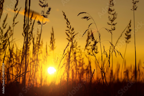 Grass on the sunset in the evening. Summer landscape. © sergofan2015