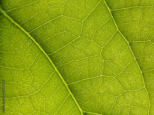 macro photo of a green leaf with veining.