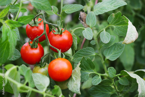 ripe red tomato on a branch. tomatoes grown in a greenhouse. Gardening tomato photograph with copy space.