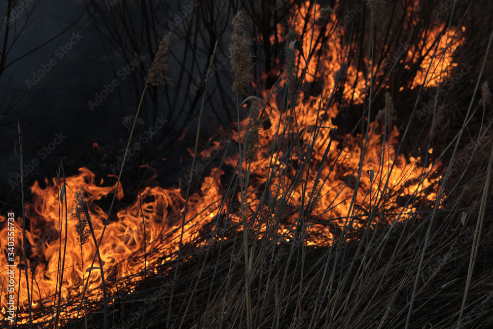 Background, red flames strong fire, burning dry grass, emergency. Background, red flames strong fire, burning dry grass, emergency.