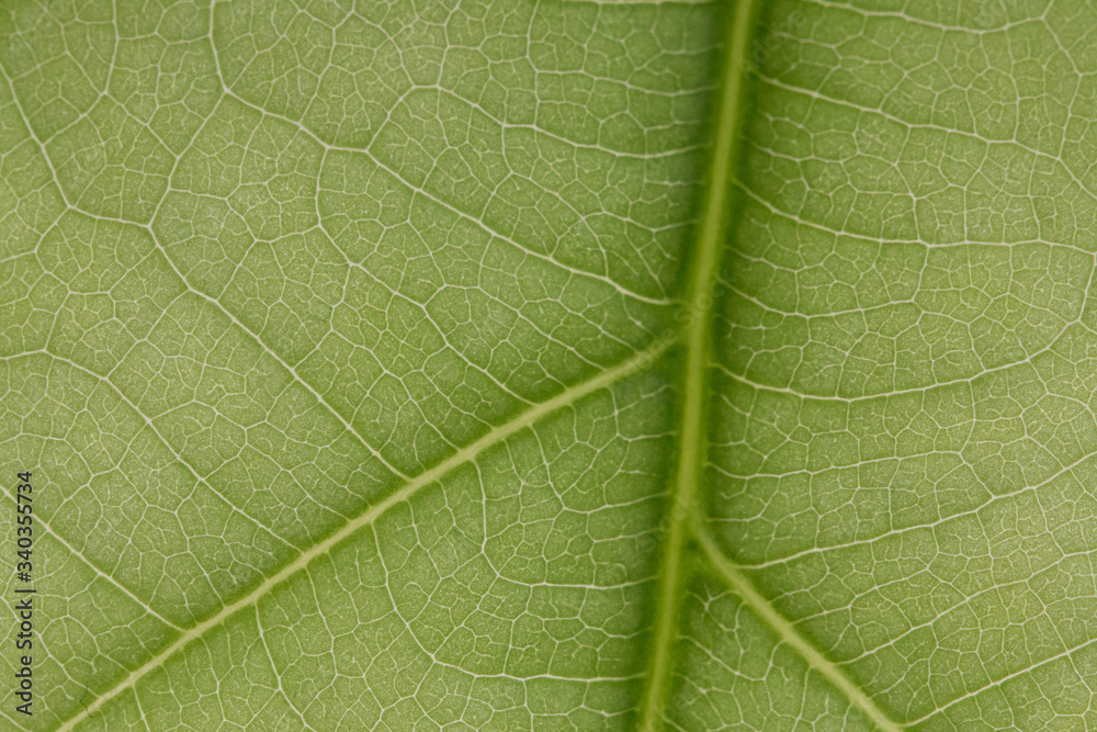macro photo of a green leaf with veining. macro photo of a green leaf with veining.