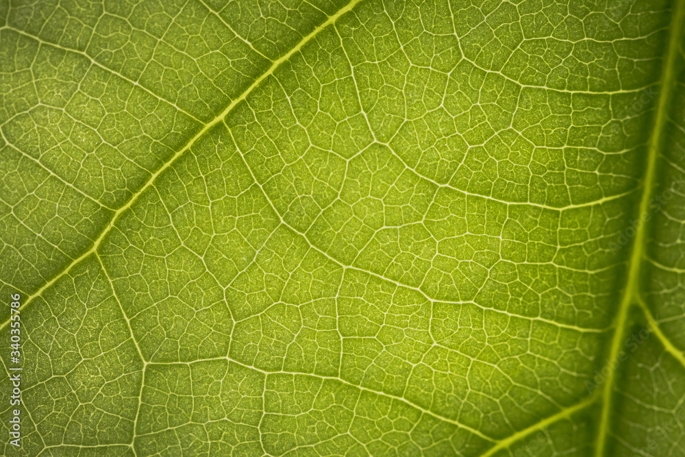 macro photo of a green leaf with veining. macro photo of a green leaf with veining.