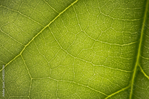 macro photo of a green leaf with veining.