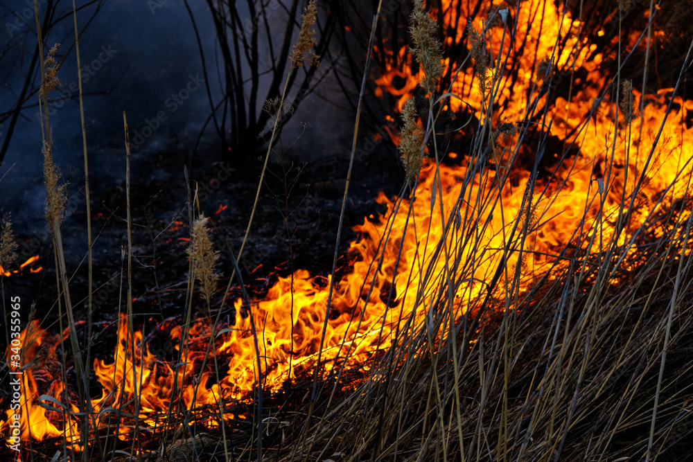 Background, red flames strong fire, burning dry grass, emergency.