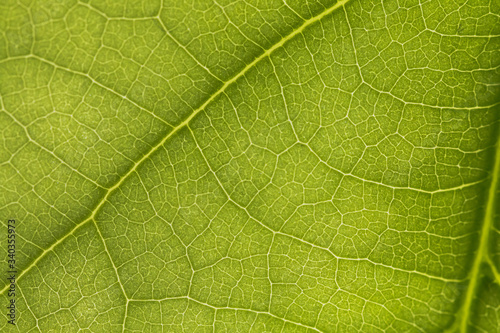 macro photo of a green leaf with veining.