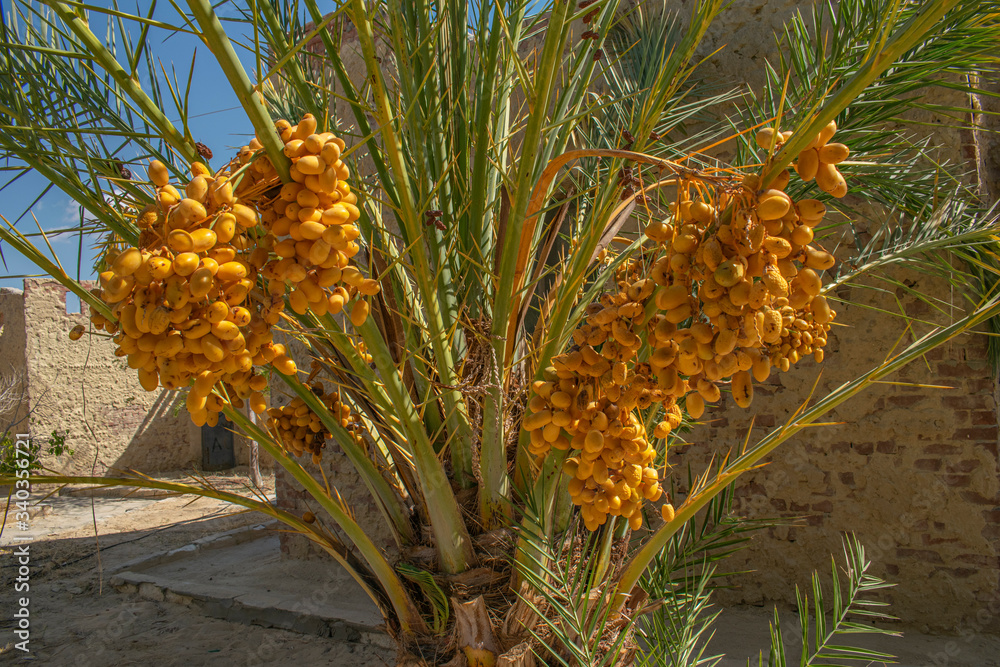 Close up View of Date Palm Tree Close up View of Date Palm Tree