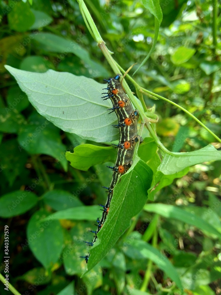 The exotic caterpillar with natural background