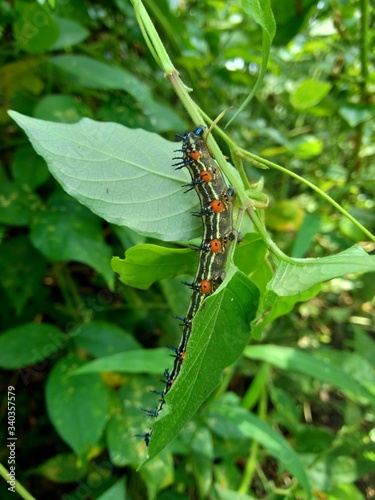The exotic caterpillar with natural background