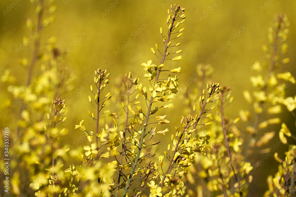 Kohlblüte - ausgewachsener Kohl der für Insekten wie Bienen und Hummeln als Umweltschutzmaßnahme stehen gelassen worden ist Kohlblüte - ausgewachsener Kohl der für Insekten wie Bienen und Hummeln als Umweltschutzmaßnahme stehen gelassen worden ist
