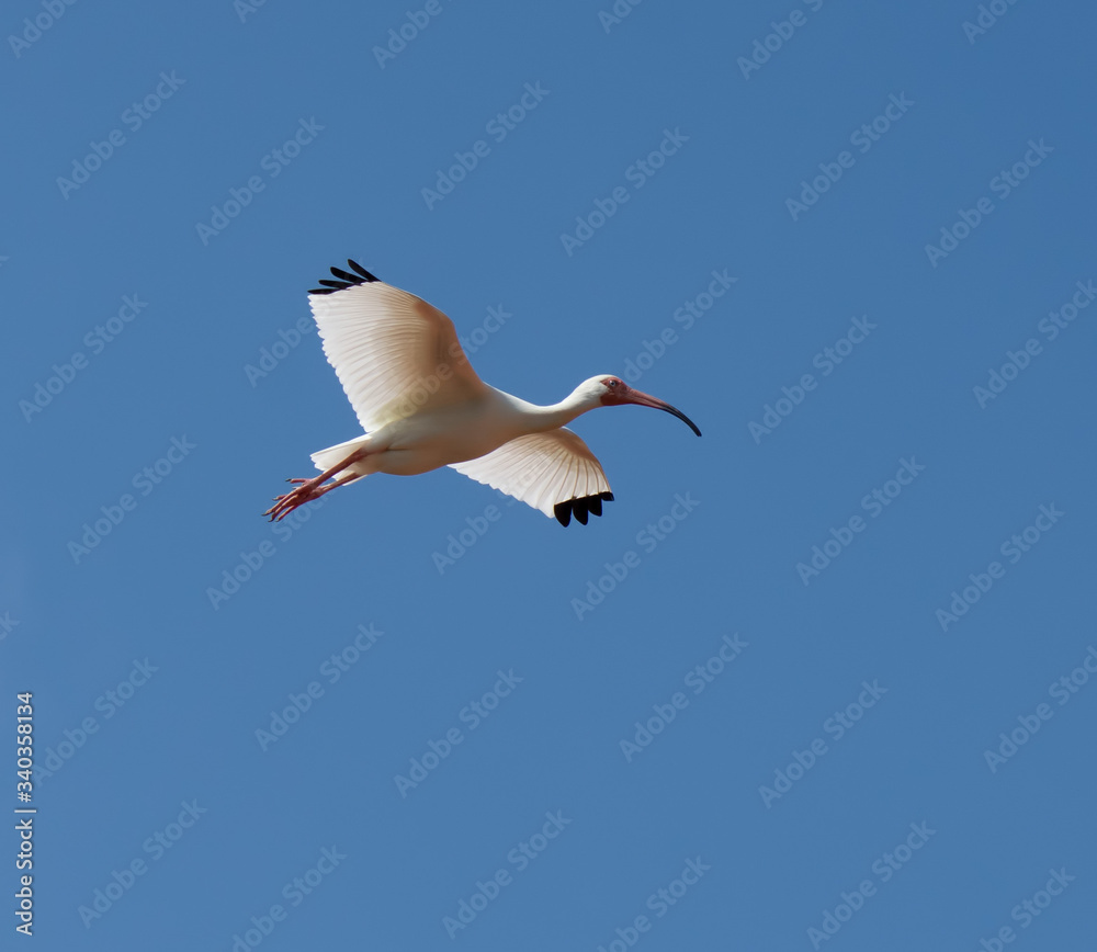 White ibis with black wing tips and reddish-orange legs and downward curving bill is soaring through a bright blue sky. White ibis with black wing tips and reddish-orange legs and downward curving bill is soaring through a bright blue sky.