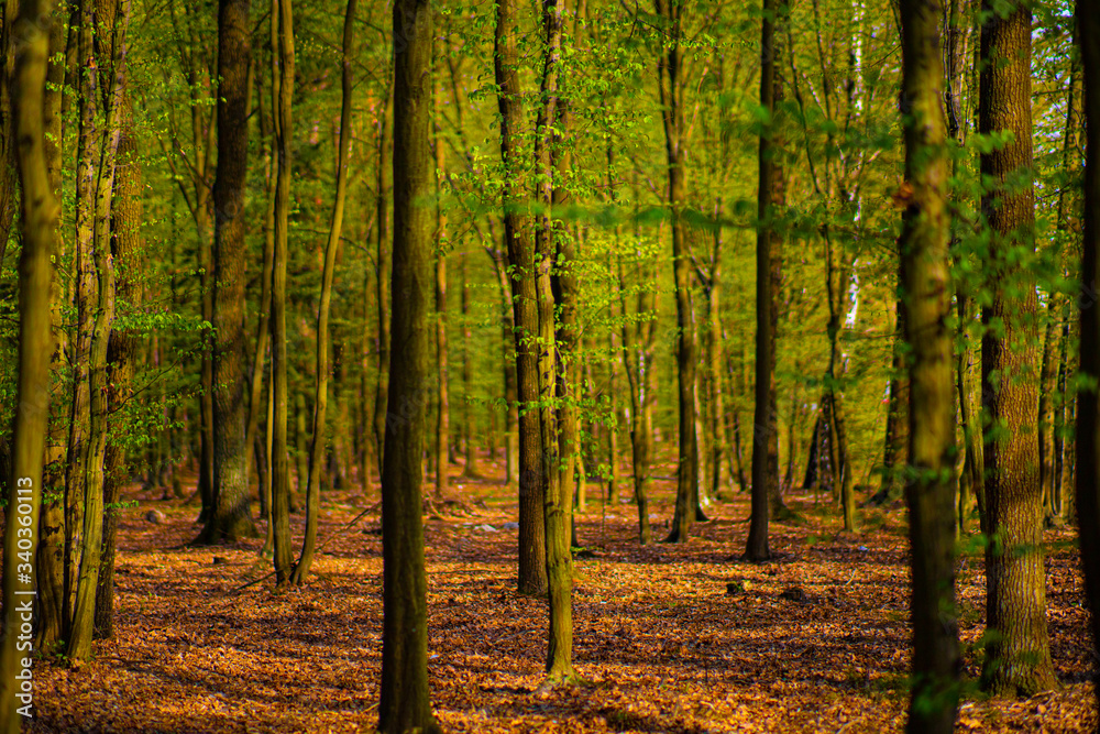 Fototapeta premium A beautiful spring forest