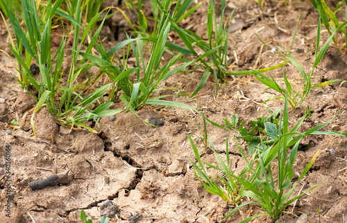 Pflanzen wie Getreide, Roggen, Weizen, auf zu trockenem Boden im April ohne Regen aufgrund Klimawandel