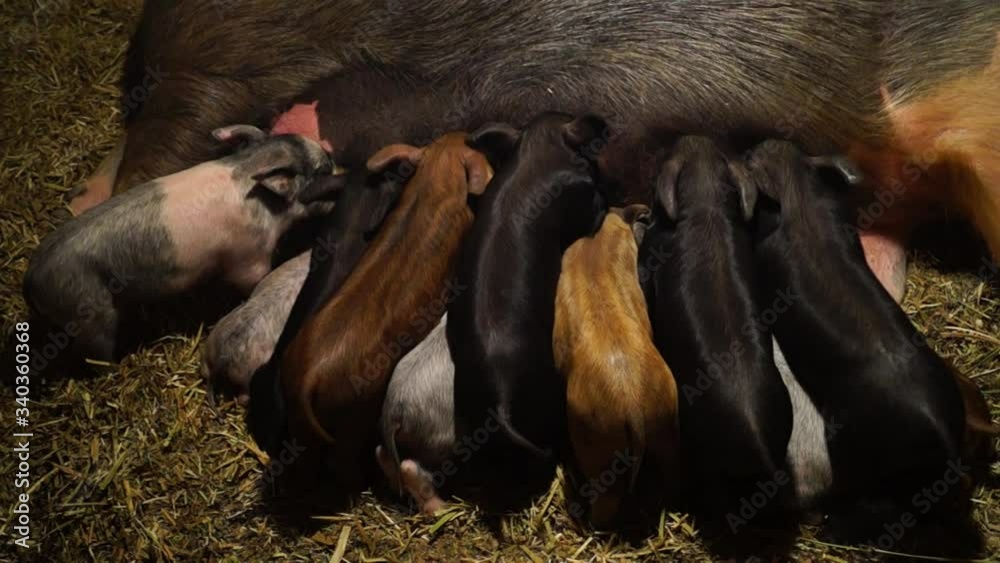 Agriculture. Pig farm. Little piglets. Rural life. Agriculture. Pig farm. Little piglets. Rural life.