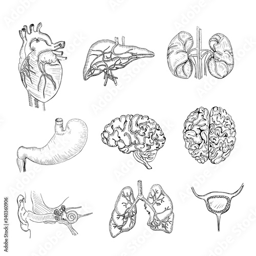 Hand Drawn Set of Isolated Human Organs