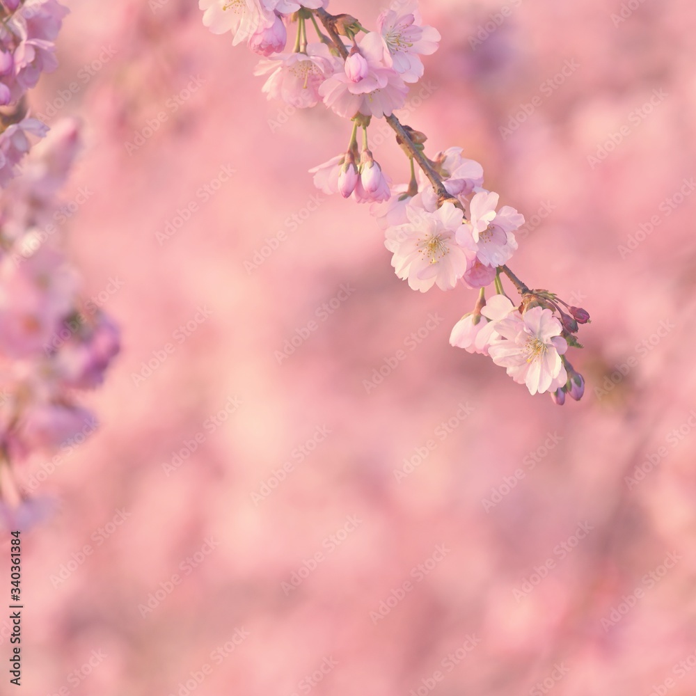 Beautiful blossom tree. Nature scene with sun on Sunny day. Spring flowers. Abstract blurred background in Springtime. Beautiful blossom tree. Nature scene with sun on Sunny day. Spring flowers. Abstract blurred background in Springtime.