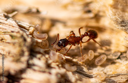 Red Ant  moving Young © Henry