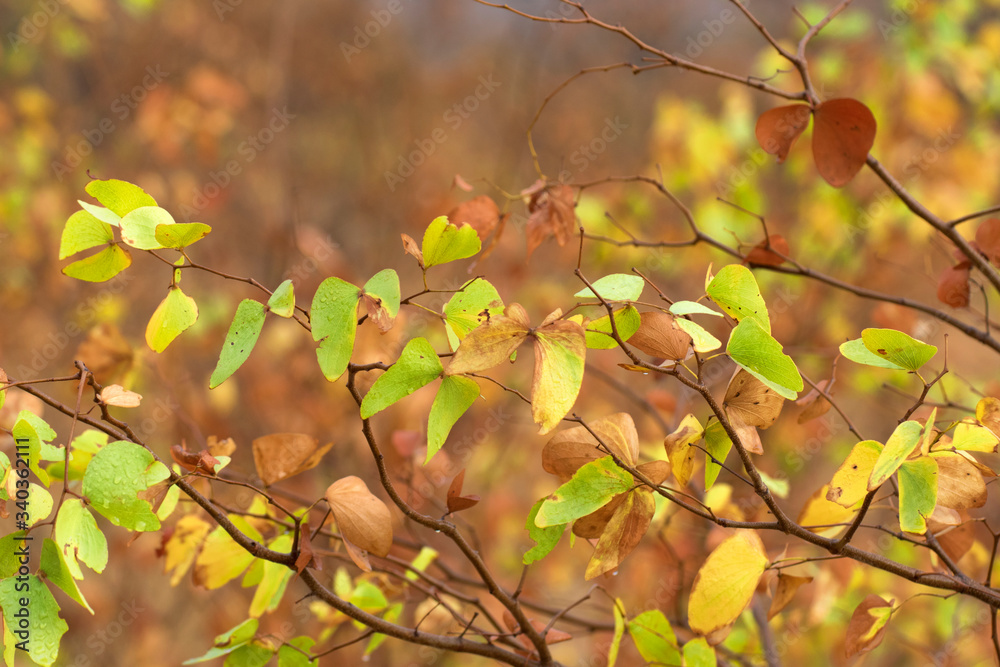 Mopane leaves in african bush Mopane leaves in african bush
