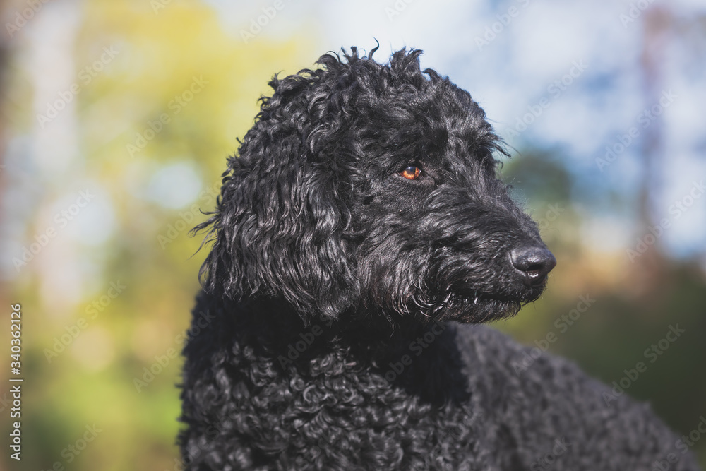 Portrait eines schwarzen Labradoodle Portrait eines schwarzen Labradoodle