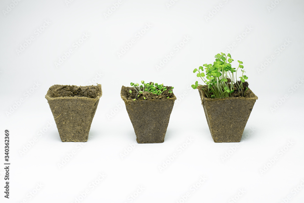 green sprouts of young seedlings in peat pots at different stages of growth for homeplant growing vegetables against white background green sprouts of young seedlings in peat pots at different stages of growth for homeplant growing vegetables against white background