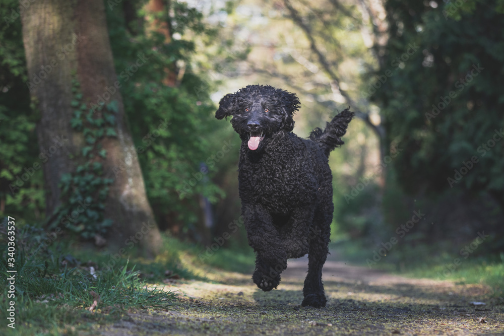 Schwarzer Labradoodle rennt auf einem Weg Schwarzer Labradoodle rennt auf einem Weg